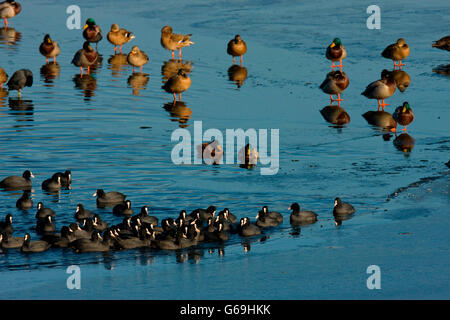 Eurasische Blässhühner, Stockenten, Deutschland / (Fulica Atra) (Anas Platyrhynchos) Stockfoto