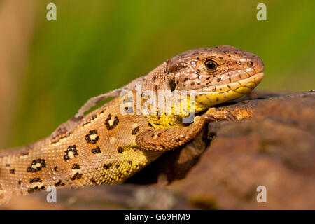 Zauneidechse, Weiblich, Deutschland / (Lacerta Agilis) Stockfoto