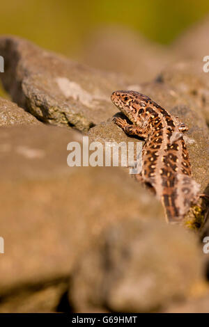 Zauneidechse, Weiblich, Deutschland / (Lacerta Agilis) Stockfoto