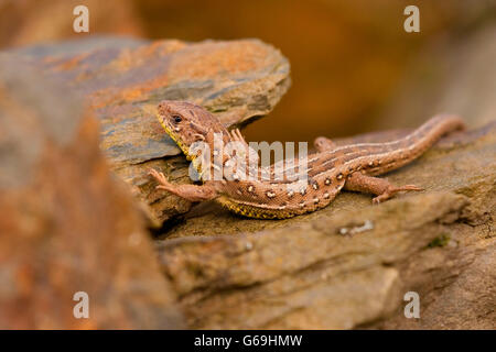 Zauneidechse, Weiblich, Deutschland / (Lacerta Agilis) Stockfoto