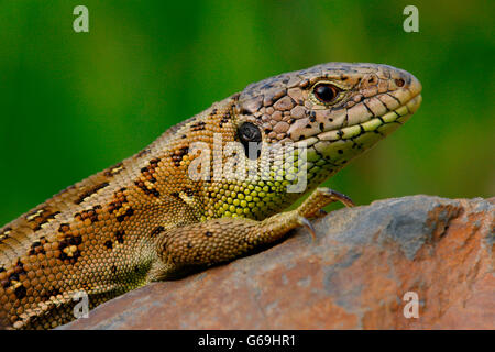 Zauneidechse, Weiblich, Deutschland / (Lacerta Agilis) Stockfoto