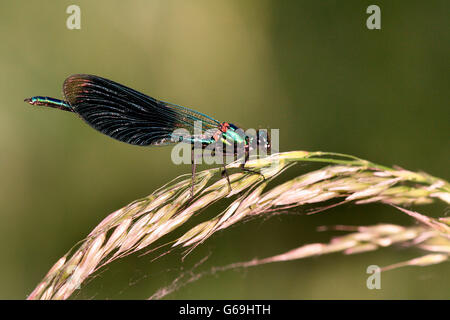 Gebänderten Prachtlibelle, Deutschland / (Calopteryx Splendens) Stockfoto
