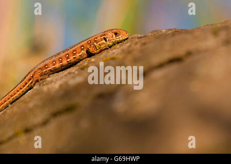 Zauneidechse, Deutschland / (Lacerta Agilis) Stockfoto