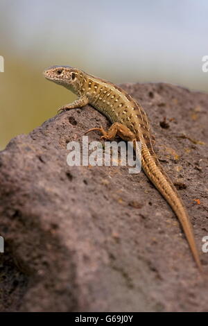 Zauneidechse, Weiblich, Deutschland / (Lacerta Agilis) Stockfoto