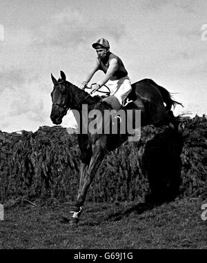 Suchen erstaunlich komponiert nach dreißig zermürbenden Sprüngen, Red Alligator (B. Fletcher im Sattel) über den letzten Zaun kommt, um den Grand National 1968 in Aintree, Liverpool, überzeugend zu gewinnen. Stockfoto