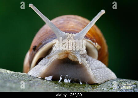 Weinbergschnecke, Rheinland-Pfalz, Deutschland / (Helix Pomatia) Stockfoto