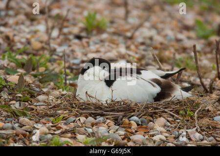 pied Avocet, Zucht, Texel, Niederlande / (Recurvirostra Avosetta) Stockfoto