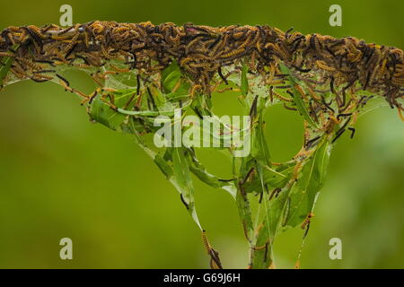 Vogel-Kirsche Hermelin, Deutschland / (Yponomeuta Evonymella) Stockfoto