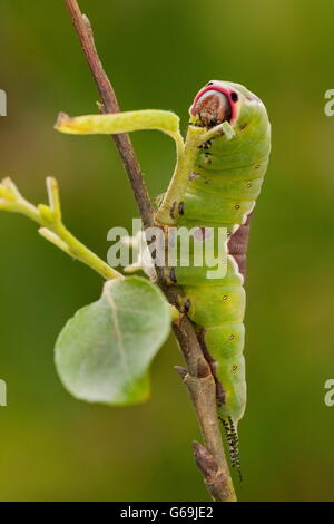 Puss Motte, Raupe, Deutschland / (Cerura Vinula)) Stockfoto