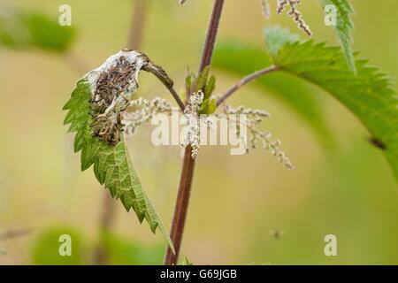 Europäische Pfau, Raupe, Brennnessel, Deutschland / (Aglais Io)(Urtica dioica) Stockfoto