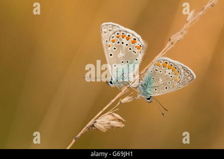 gemeinsamen blau, Deutschland / (Polyommatus Icarus) Stockfoto