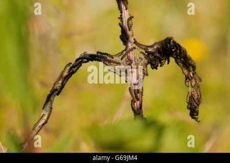 Europäische Pfau, Raupe, Deutschland / (Aglais Io) Stockfoto