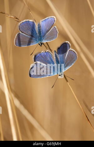 gemeinsamen blau, Deutschland / (Polyommatus Icarus) Stockfoto