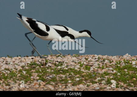 pied Avocet, paar, Texel, Niederlande / (Recurvirostra Avosetta) Stockfoto