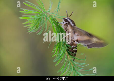 Spurge Hawk-Moth, Deutschland / (stark Euphorbiae) Stockfoto