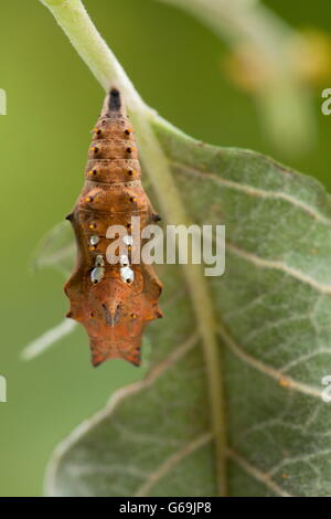 Schwarzbeinigkeit Schildpatt, Chrysalis, Deutschland / (Nymphalis Polychloros) Stockfoto