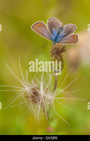 gemeinsamen blau, Deutschland / (Polyommatus Icarus) Stockfoto