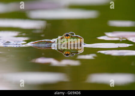 Pool Frosch, Deutschland / (außer Lessonae) Stockfoto