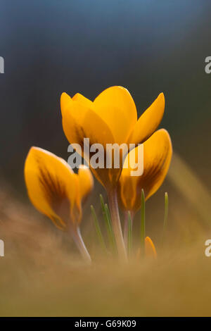 Schnee-Crocus, Deutschland / (Crocus Chrysanthus) Stockfoto