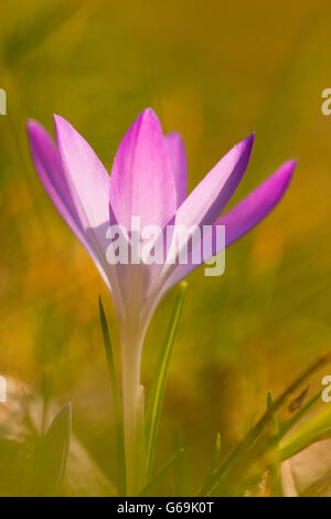 Waldland Crocus, Deutschland / (Crocus Tommasinianus) Stockfoto