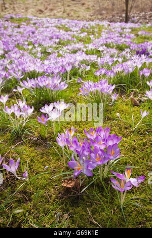 Waldland Crocus, Deutschland / (Crocus Tommasinianus) Stockfoto