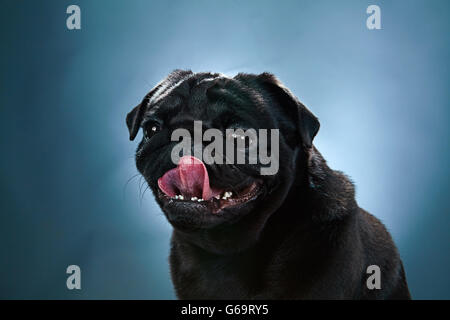 Nahaufnahme eines Mops Welpen vor blauem Hintergrund Stockfoto