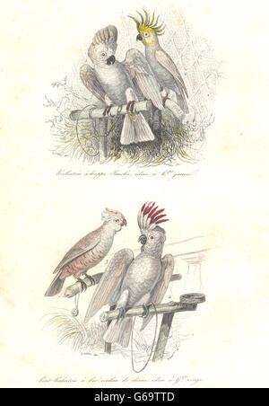 Vögel: Great White, Schwefel, rot-crested Cockatoo; Maluku Papagei. BUFFON, 1841 Stockfoto