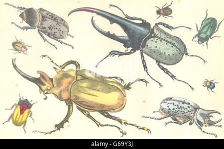 Käfer: riesig; Herkules; Glänzend; Macleay's verlorene; Elefant; Feurige; Geprügelt, 1870 Stockfoto