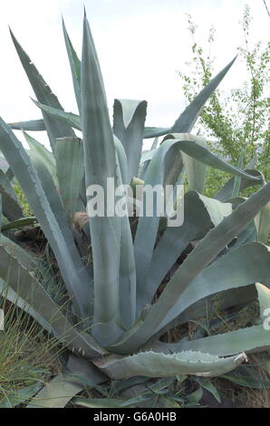 Riesige Aloe-Vera-Pflanze mit dicken Blätter Stockfoto