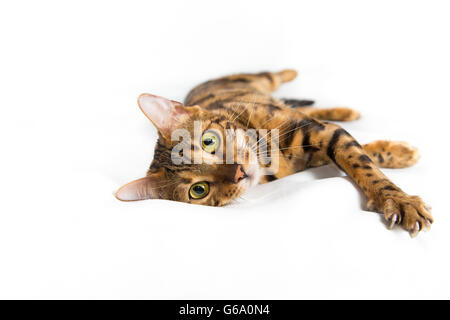 Isolierte Bengal-Katze auf weißem Hintergrund Stockfoto