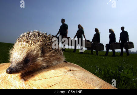 Igelhilfe aufgrund Cull Stockfoto