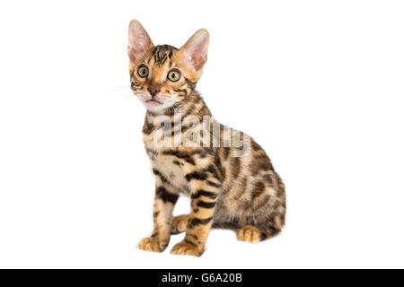 Isolierte Bengal Kätzchen sitzen auf weißem Hintergrund Stockfoto