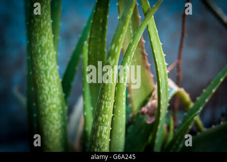 Aloveera Pflanze, mit unscharfen Hintergrund, isoliert, Tiefenschärfe, geringe Schärfentiefe, Konzept der Schönheit & Gesundheit. Stockfoto