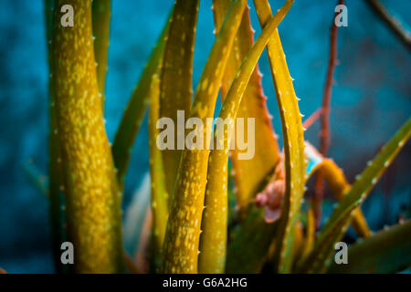 Aloveera Pflanze, mit unscharfen Hintergrund, isoliert, Tiefenschärfe, geringe Schärfentiefe, Konzept der Schönheit & Gesundheit. Stockfoto
