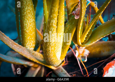 Aloveera Pflanze, mit unscharfen Hintergrund, isoliert, Tiefenschärfe, geringe Schärfentiefe, Konzept der Schönheit & Gesundheit. Stockfoto