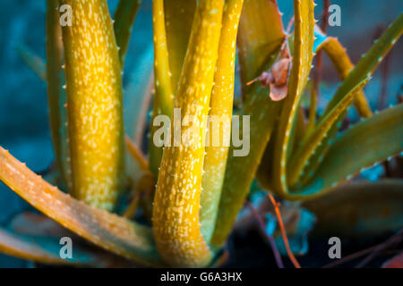 Aloveera Pflanze, mit unscharfen Hintergrund, isoliert, Tiefenschärfe, geringe Schärfentiefe, Konzept der Schönheit & Gesundheit. Stockfoto