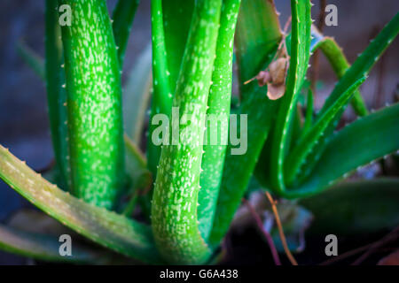 Aloveera Pflanze, mit unscharfen Hintergrund, isoliert, Tiefenschärfe, geringe Schärfentiefe, Konzept der Schönheit & Gesundheit. Stockfoto