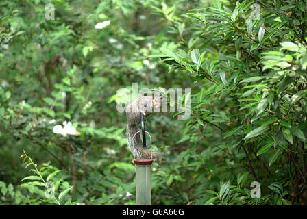 Eine graue Eichhörnchen sitzt auf ein Futterhäuschen für Vögel Samen auf den Boden, sie zu essen zu schlagen versucht. Stockfoto