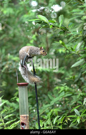 Eine graue Eichhörnchen sitzt auf ein Futterhäuschen für Vögel Samen auf den Boden, sie zu essen zu schlagen versucht. Stockfoto
