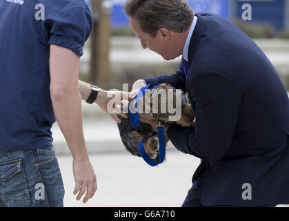 Premierminister David Cameron kämpft darum, Bertie, einen neun Monate alten Yorkshire Terrier im Battersea Dogs and Cats Home in London zu halten, als er heute die "fantastische" Arbeit der Freiwilligen lobte. Stockfoto