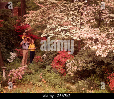 1970ER JAHRE FAMILIE 3 SCHULTERN MUTTER VATER SOHN REITEN PAPA IM FRÜHLING GARTEN VOLLER BLÜTEN STEHEN Stockfoto