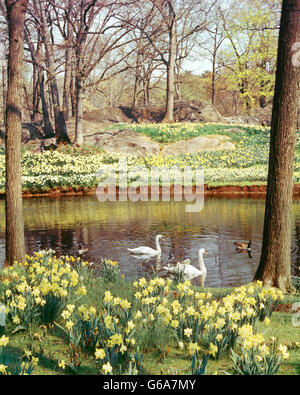 ZWEI HÖCKERSCHWÄNE UND MEHRERE KANADAGÄNSE SCHWIMMEN IM TEICH, UMGEBEN VON BLÜHENDEN FRÜHLING NARZISSEN Stockfoto