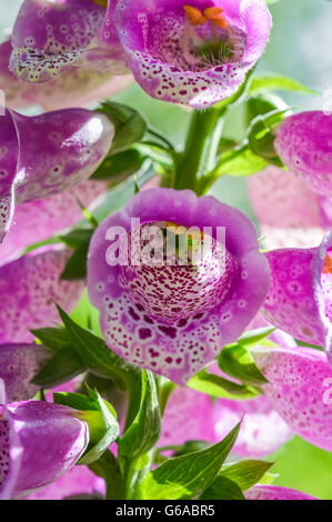 hell rosa Fingerhut Blumen Vorderansicht gesichtet Stockfoto