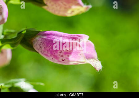 hell rosa Fingerhut Blume Höhenplan gesichtet Stockfoto