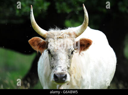 Wild Chilingham Cattle auf Chilingham Castle in Northumberland als Naturschützer feierten, nachdem die Zahl der alten Rinderrasse zum ersten Mal seit Beginn der Aufzeichnungen über 100 gestiegen war. Stockfoto