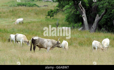 Wild Chilingham Cattle auf Chilingham Castle in Northumberland als Naturschützer feierten, nachdem die Zahl der alten Rinderrasse zum ersten Mal seit Beginn der Aufzeichnungen über 100 gestiegen war. Stockfoto