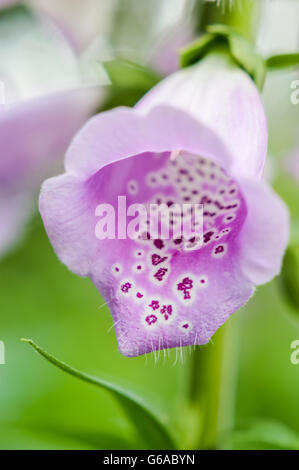 entdeckt rosa Fingerhut Blume Vorderansicht Stockfoto