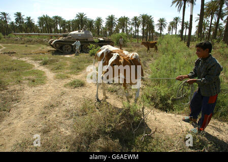 Rinder-Bauer-Irak Stockfoto