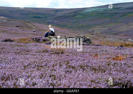 Eine farbenfrohe Szene auf den Mauren oberhalb von Leyburn, als die Heidekraut vor dem glorreichen 12. August, wenn die Grouse Shooting Saison offiziell beginnt, violett wird. Stockfoto