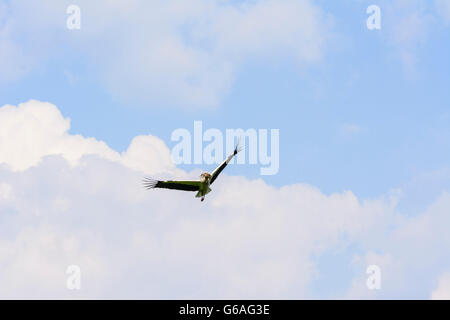 Weißstorch (Ciconia Ciconia) mit Nistmaterial, Marchegg, Österreich, Niederösterreich, NÖ, Marchfeld Stockfoto